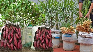 Home Gardening No Need Garden Productive Gardening Solutions for Beginners [upl. by Atlee]