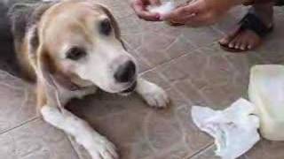 Cleaning Jacks Ears My Beagle [upl. by Skipp]