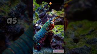 Peacock Mantis Shrimp shrimp shrimps peacock mantis [upl. by Atiuqrahs]