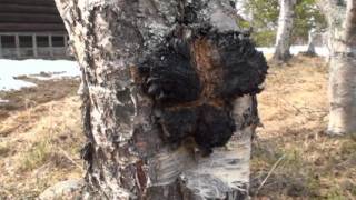 Chaga collecting in Norway [upl. by Ahselat]