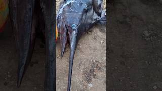 Big Marlin in fishing harbour Visakhapatnam shorts fish fishing fyp trending [upl. by Eeima]