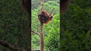 紅毛猩猩Bornean OrangutanTaipei Zoo [upl. by Lauren]