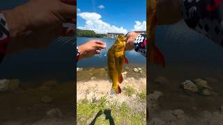 Peacock bass fishing Link to my lures im using is in my bio urbanfloridafishing fishing [upl. by Legra]