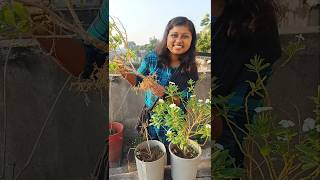 সারাবছর ফুল দেয় বলে কে সদা বাহার বলে ☺️ gardening prakriti pari minivolg 141 [upl. by Eudoxia]