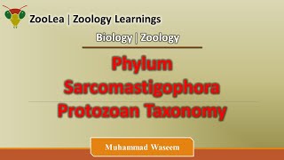 Phylum Sarcomastigophora Protozoan Taxonomy  ZooLea  Lesson 4  Biology Zoology [upl. by Payton]