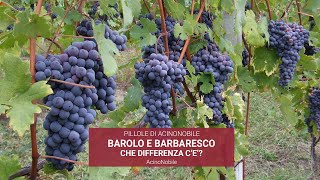 Che Differenza cè tra Barolo e Barbaresco [upl. by Oterol797]