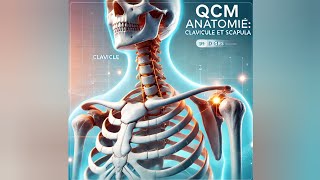 QCM  ANATOMIE  la clavicule et la scapula [upl. by Novyat752]