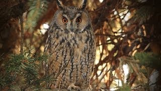 Ransuil Longeared Owl Waldohreule Asio Otus [upl. by Eidda]