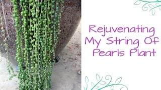 Rejuvenating My String Of Pearls Plant [upl. by Lady]