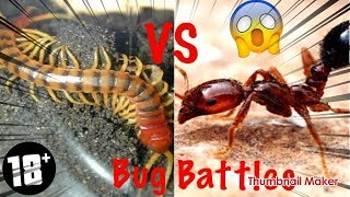 CENTIPEDE VS FIRE ANTS YOU WONT BELIEVE WHAT HAPPENS [upl. by Fesoj207]