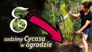 Cycas Revoluta uprawa w gruncie Sagowiec odwinięty w ogrodzie Egzotycznie [upl. by Salomon257]