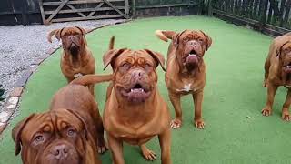 The best dog Dogue de Bordeaux Dogs in slow mo [upl. by Normand]