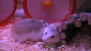 Hamster Wrestling [upl. by Macomber]