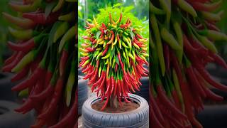 Enjoy more Chilli Peppers harvested using New Planting Methods shorts farming satisfying [upl. by Sheng]