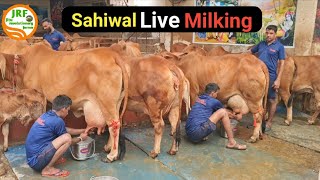 👍Live Milking Of Elite Sahiwal Cows in Jalandhar Punjab👍Owner Mandeep 9417823301👍 [upl. by Yeslah]