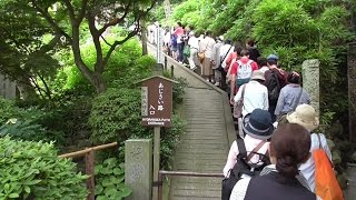 鎌倉 紫陽花フィーバー 長谷寺 hydrangea fever Hasedera temple in Kamakura [upl. by Artenehs973]