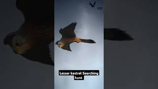 Lesser kestrel searching hunt Short videoFalconLover5 [upl. by Tamar324]