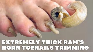 TRIMMING OF EXTREMELY THICK RAM’S HORN TOENAILS NOT CLICK BAIT [upl. by Lalita330]