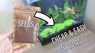 How to Grow Seeds for your Aquarium with NO Dry Start in Tank  NO Heat Easy Setup [upl. by Dobrinsky]