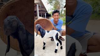 ADU SULAP ANAK KAMBING DAN TAINYA💩🤣 trending shorts sulap magic kambing comedy [upl. by Narrat]