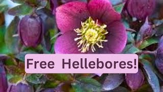 How To Divide Hellebores  Propagate Split Lenten Rose  Free Plants [upl. by Silvan28]