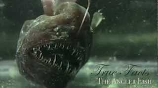 True Facts About The Angler Fish [upl. by Haslam]