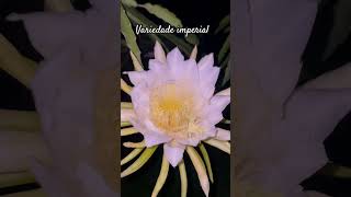 A primeira flor da variedade imperial pitaya [upl. by Nodearb180]