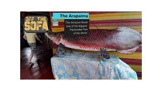 Feeding the Largest Fish of the World  at The Arapaima Farm Amazon River Brazil bigfishvideos [upl. by Cruce304]