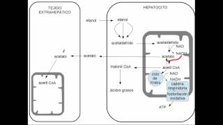 Metabolismo del etanol [upl. by Tobin]