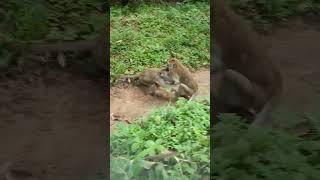 Wildlife monkey in Mohanokor troop monkeyaction monkeybehavior shortsvideo [upl. by Raffo664]