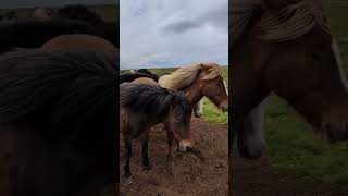 Bearing the wind 💨 shorts icelandichorse horse iceland [upl. by Atinrev]