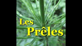 Mieux connaître la prêle des champs la différencier de la prêle des marais [upl. by Bale]