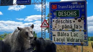 Transfagarasan Romania 🇷🇴 dinspre Sibiu ruta Cartisoara  Balea Lac The most beautiful alpine road [upl. by Gillian]