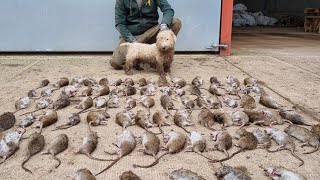 80 rats destroyed in fast action ratting with terriers [upl. by Eirehs]