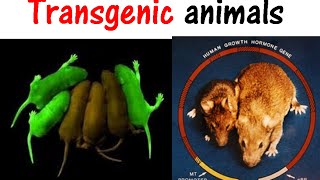 Transgenic animals [upl. by Enale]