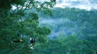 Dr Kinari Webb talks about conserving the rainforest [upl. by Rehpinnej]