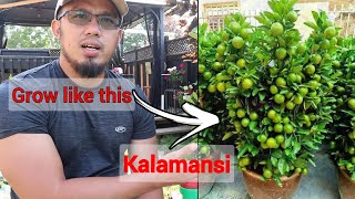 How to Grow Calamansi tree for Maximum Production  Paano magpadami ng Bunga ng kalamansi lemon [upl. by Benkley]