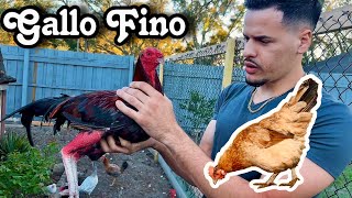 GALLO FINO junto con Gallinas Ponedoras  el Objetivo [upl. by Gildas]