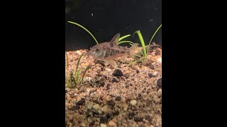 Breeding peppered Cory cat [upl. by Leumhs]