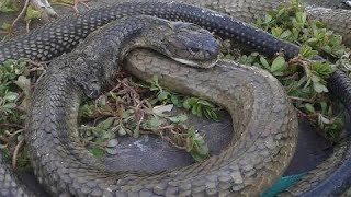 THE MOST DANGEROUS SNAKE BANAKON KING COBRA found in OSMEÑA BAYUGAN CITY [upl. by Ettenwahs]