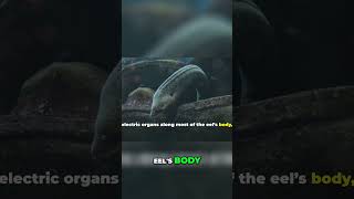 Unlocking the Secrets of the Electric Eels Shocking Abilities [upl. by Kirima]