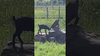 Young Nigerian Dwarf Goats Playing on a Tree Trunk [upl. by Nrubloc]