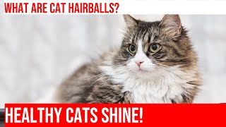 Preventing Cat Hairballs Tips for a Healthy Kitty [upl. by Gregoire]