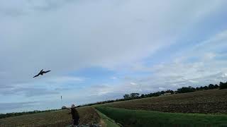 falconry tiercel lure training [upl. by Frangos]