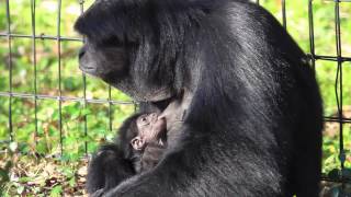 Ashley the Siamang amp Baby [upl. by Leak425]