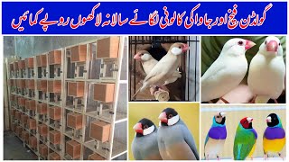 Gouldian Finch Setup  Fawn Java Breeding Setup  Finch Bird Farming in Multan Pakistan 2024 [upl. by Carbone]