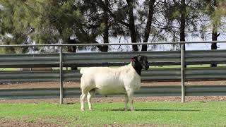 LOT 33  DORPER RAM 221132 [upl. by Yrelav]