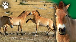 Cheval de Przewalski lEspèce Miraculée  Documentaire animalier  HD  FLC [upl. by Annaiviv]