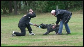 Bouvier des Flandres Dayzo de DaSilva [upl. by Inafets]