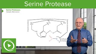 Serine Protease Background amp Catalytic Mechanism – Biochemistry  Lecturio [upl. by Wahkuna]